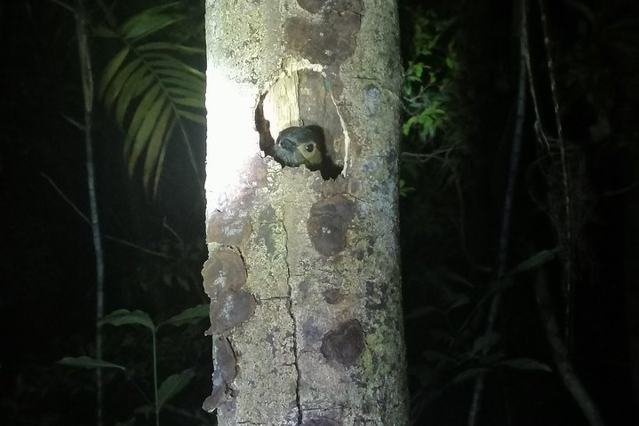 Nightwalk Monteverde by Pablos natural tour - Photo 1 of 25